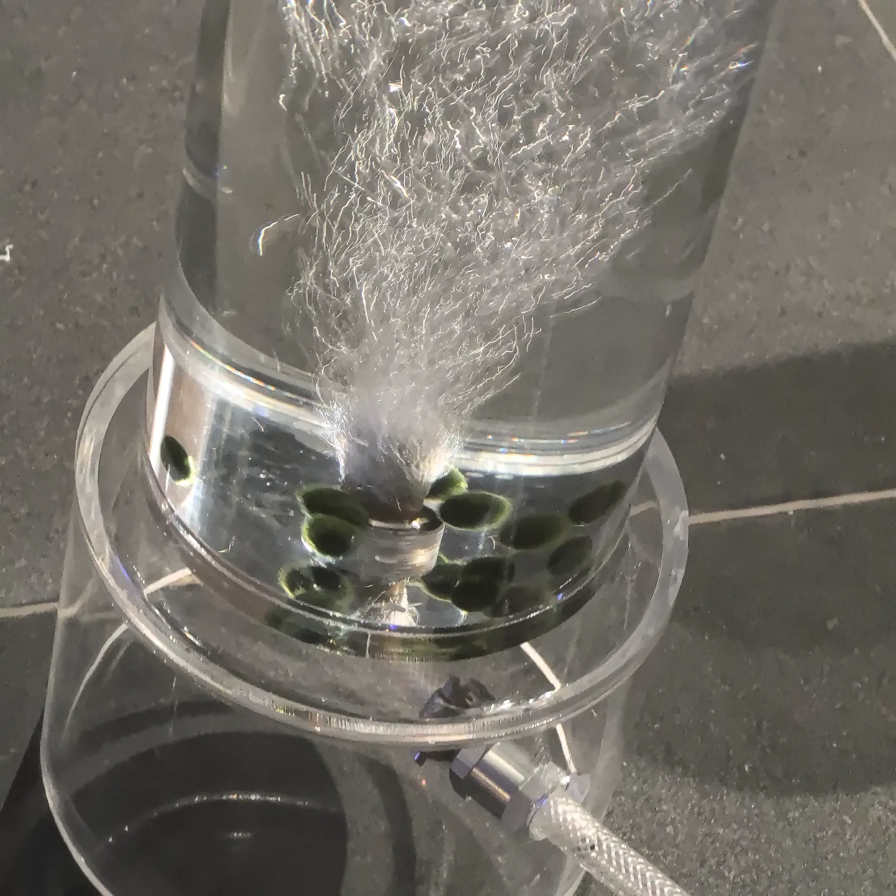 Close-up of the base of an algae column: CO2 bubbles stream up from the diffuser through clear water, with green algae balls below.